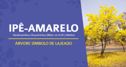 rvore Smbolo de Lajeado